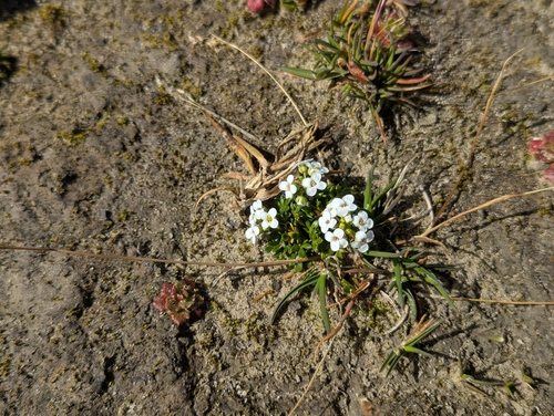 Hornungia alpina, photograph 3