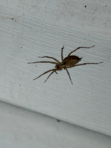 Grass Spiders