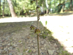 Epipactis microphylla