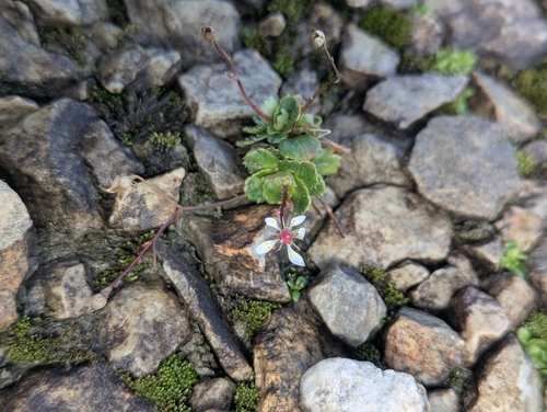 Micranthes stellaris, photograph 4