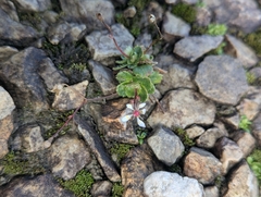 Micranthes stellaris, photograph (c) Elias, some rights reserved (CC BY)