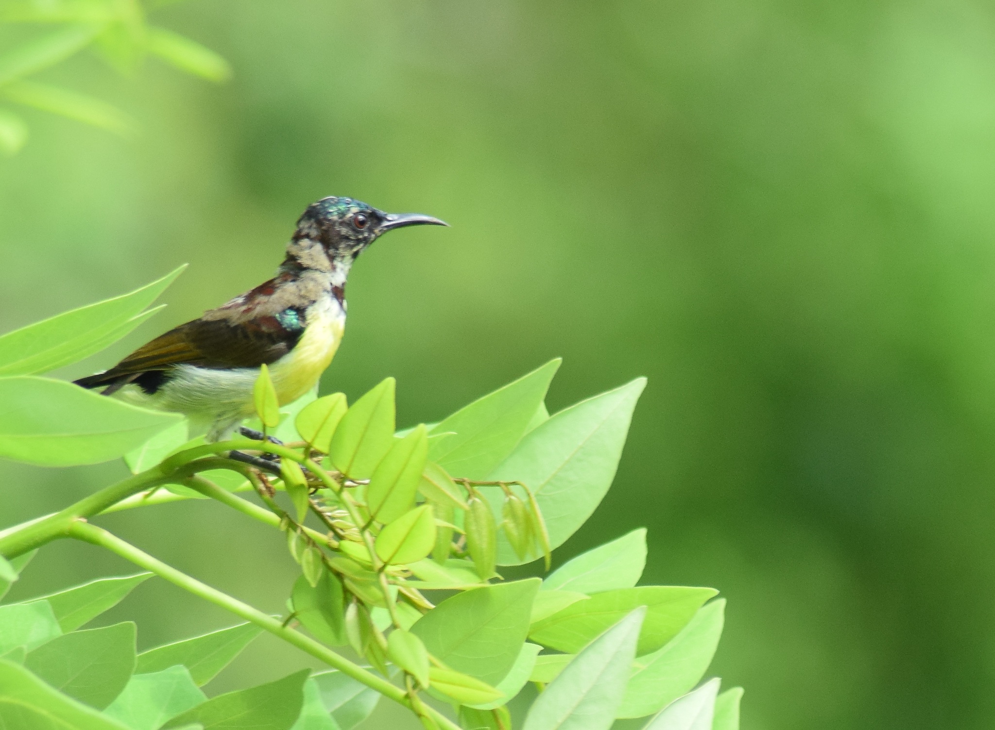 Purple-rumped Sunbird