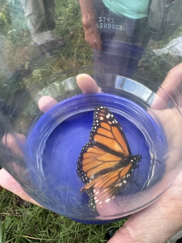 Migratory Monarch