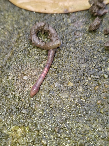 Pontoscolex corethrurus observed 2026-09-11