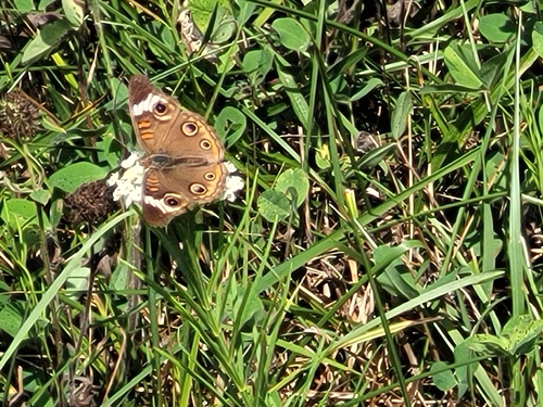 Common Buckeye