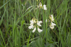 Lathyrus pannonicus