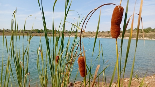 Typha laxmannii, photograph 6