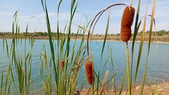 Typha laxmannii, photograph author not stated, no rights reserved