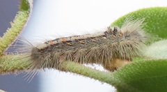 Euproctis punctifera