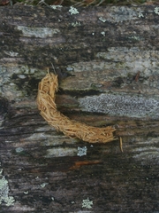 Tetrao urogallus