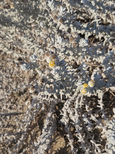 Cottonweed