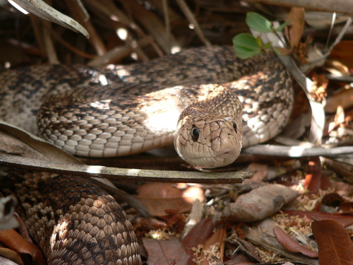 Photo of a Pine Snake (Pituophis melanoleucus)