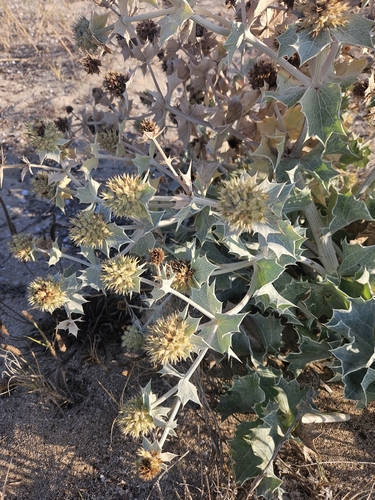 Sea Holly