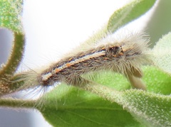 Euproctis punctifera