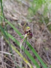 Caladenia barbarossa