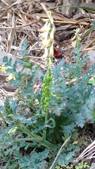 Corydalis ophiocarpa