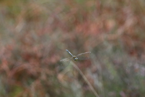 Sedge Darner