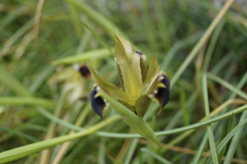 Iris tuberosa