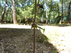 Epipactis microphylla