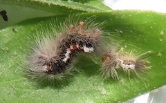 Euproctis punctifera