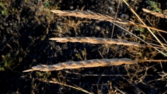 author not stated, no rights reserved Thinopyrum acutum, photograph author not stated, no rights reserved