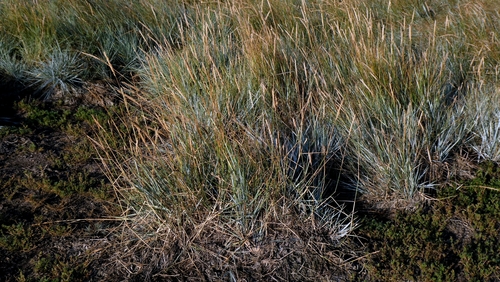 Thinopyrum acutum, photograph 4