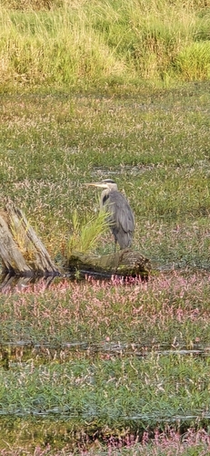 Great Blue Heron