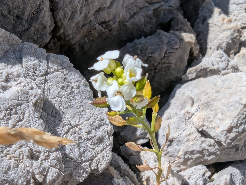 Hornungia alpina; photograph (c) Elias, some rights reserved (CC BY)