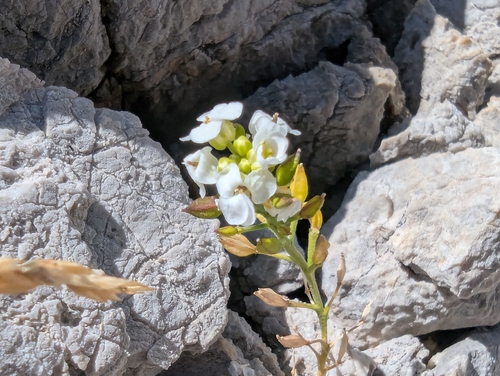 Hornungia alpina