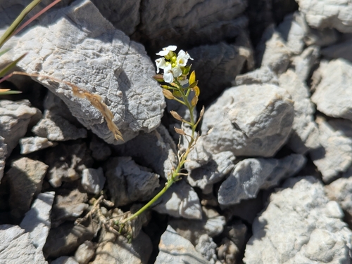 Hornungia alpina, photograph 1