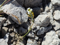 (c) Elias, some rights reserved (CC BY) Hornungia alpina, photograph (c) Elias, some rights reserved (CC BY)