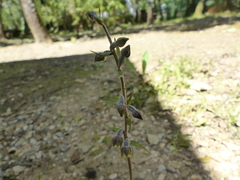 Epipactis microphylla