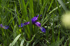 Iris graminea