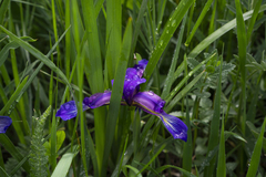 Iris graminea