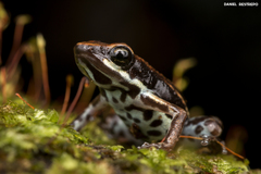 Epipedobates boulengeri