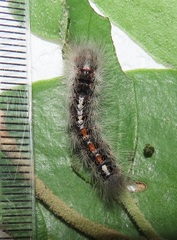 Euproctis punctifera