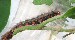 Euproctis punctifera