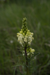 Pedicularis comosa