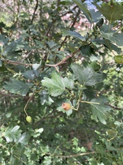 Crataegus monogyna
