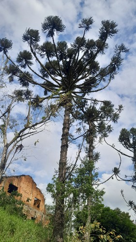 Paraná Araucaria