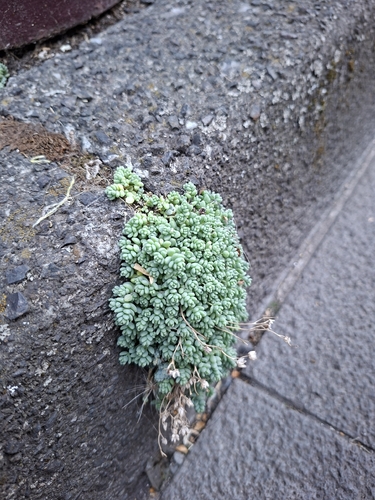 Sedum dasyphyllum, photograph 3