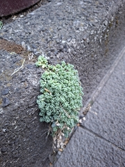 (c) Salza Palpurina, some rights reserved (CC BY) Sedum dasyphyllum, photograph (c) Salza Palpurina, some rights reserved (CC BY)