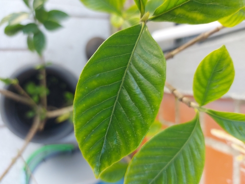 common gardenia