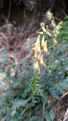 Corydalis ophiocarpa