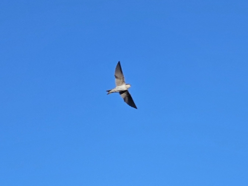Western House Martin