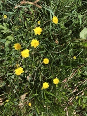 Pilosella lactucella