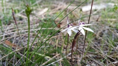 Caladenia saccharata