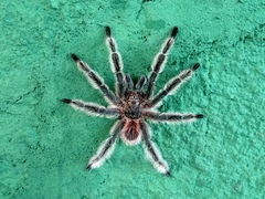 Lasiodora