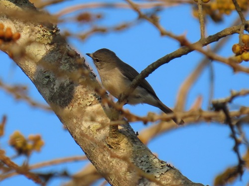iNaturalist image