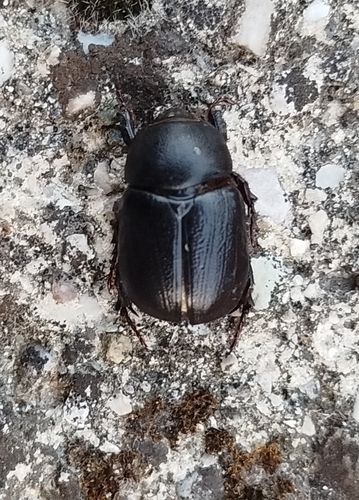 Pentodon bidens punctatus